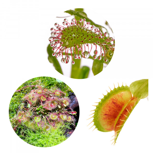 3 fleischfressende Pflanzen in einem Set