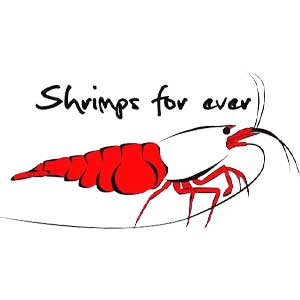 Shrimps Forever