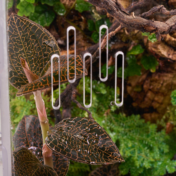 Macodes Anoectochilus roxburghii "Firebird" | Firebird Juwelorchidee - in vitro