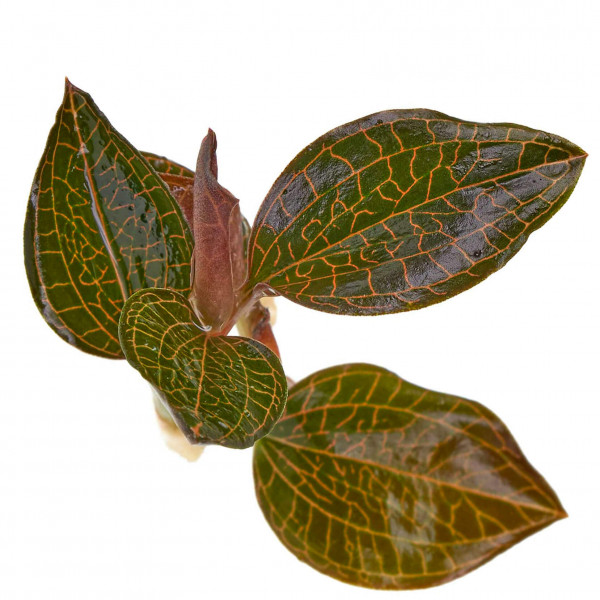 Macodes Firebird Ableger